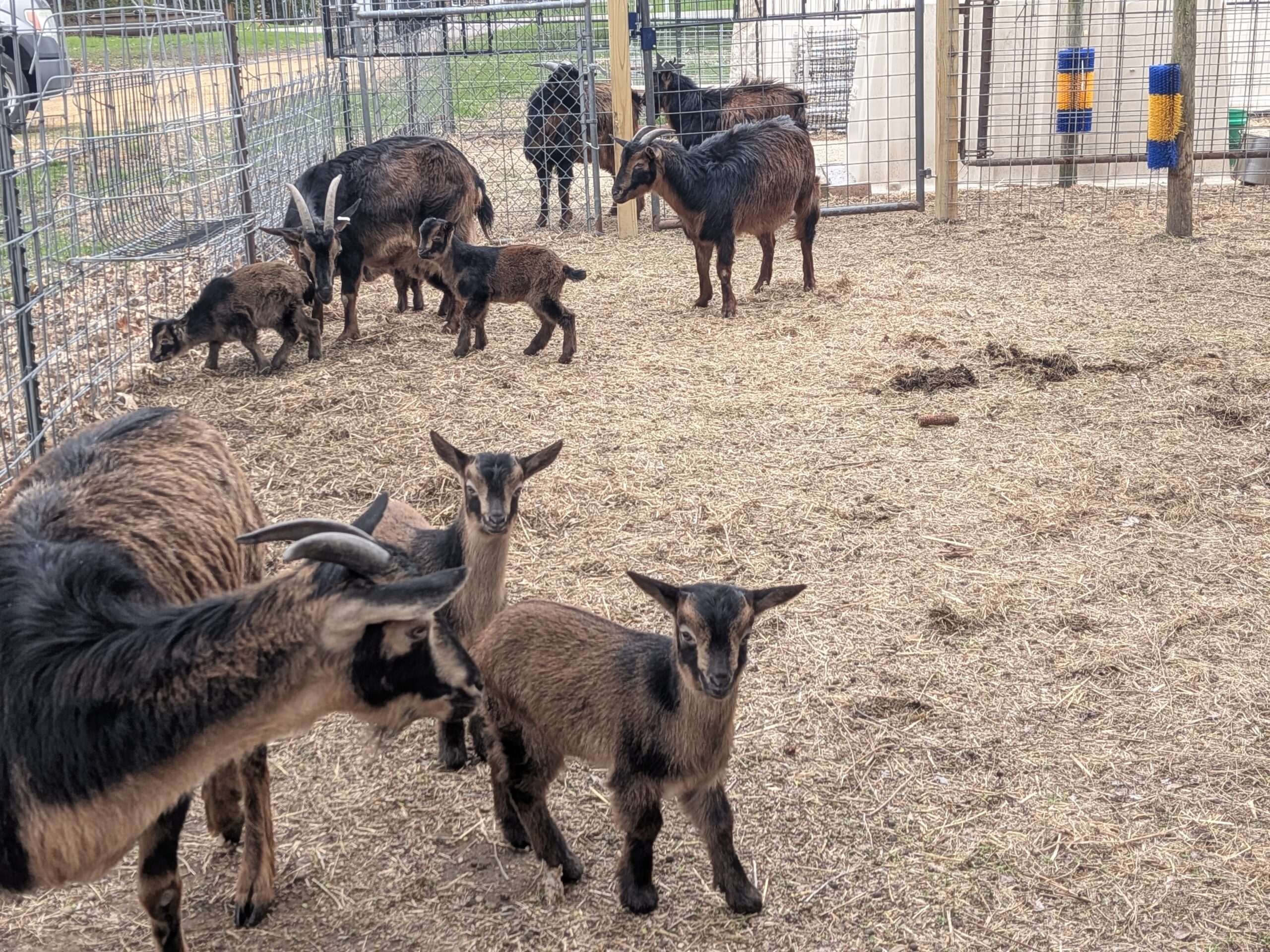 San Clemente Island goat kids at Happy Little Hooves Farm