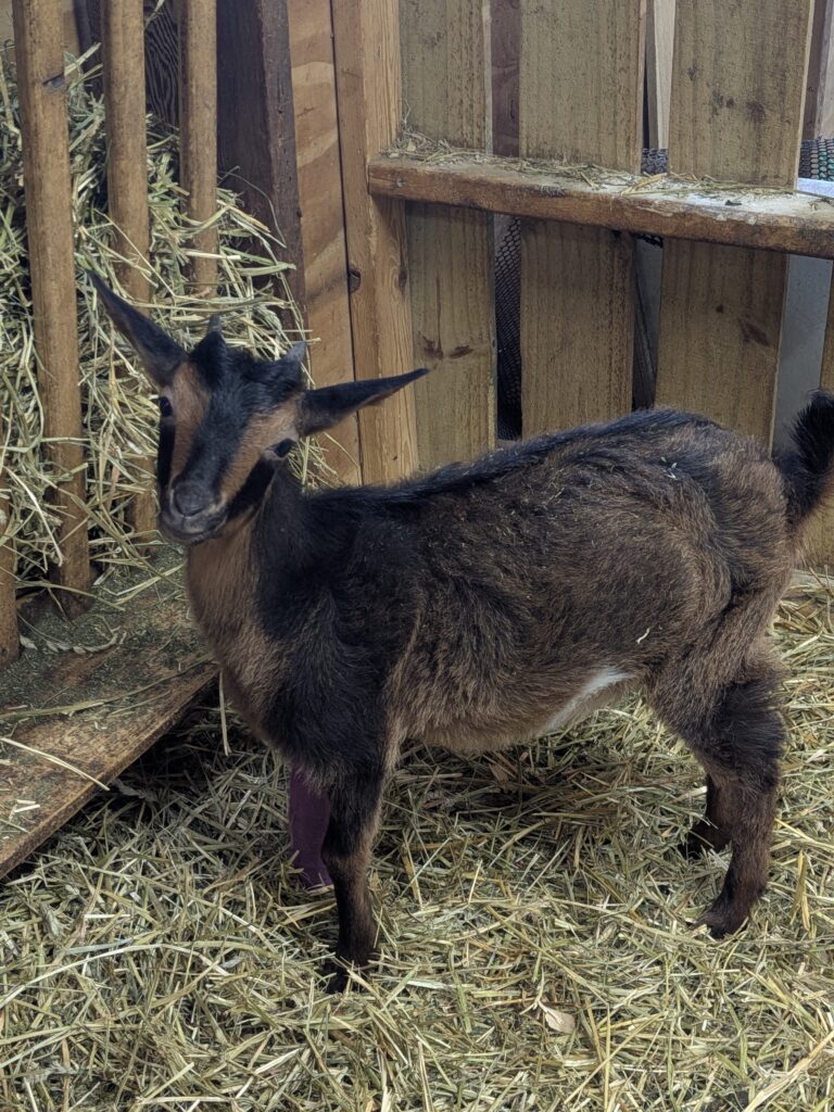San Clemente Island goat in the barn at Happy Little Hooves Farm