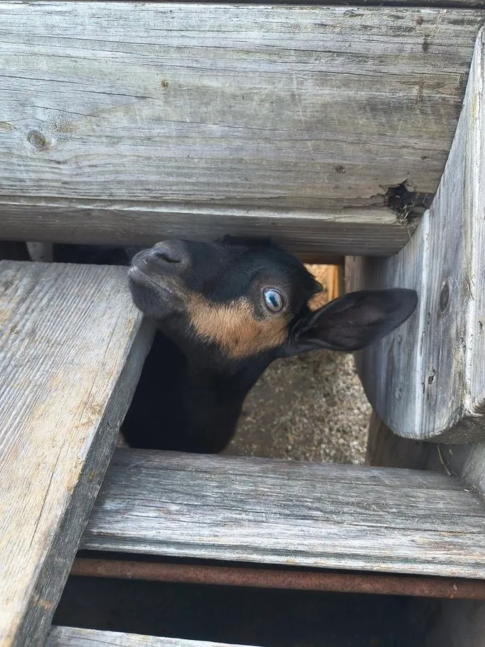 Arapawa goat on the farm