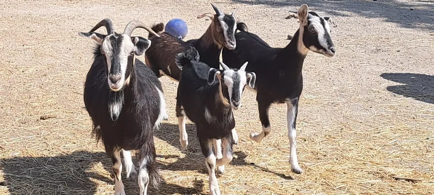 Group of Arapawa goats walking together in the farmyard