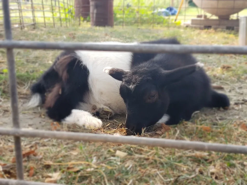 Reba the goat