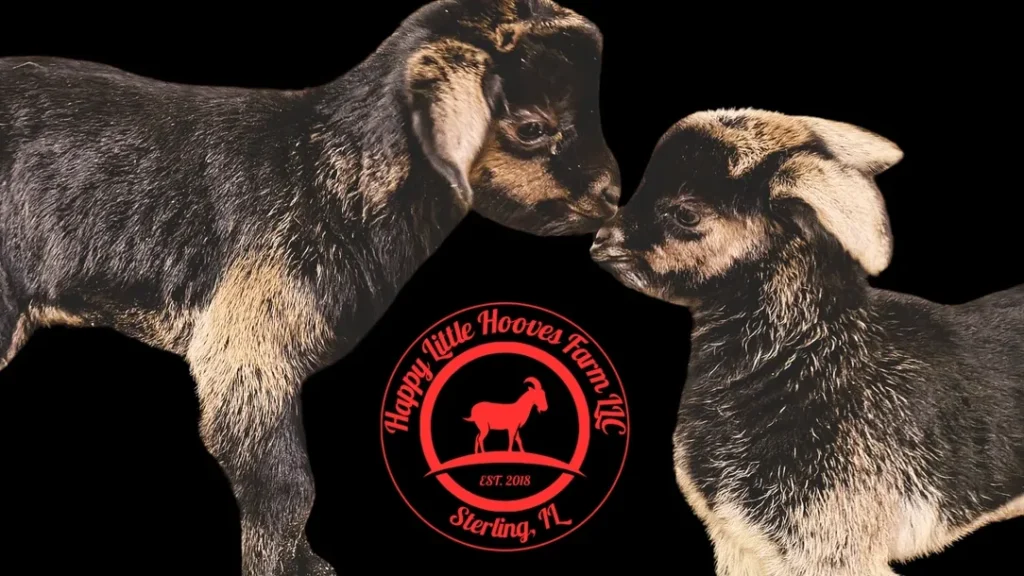 Two tan newborn goat kids