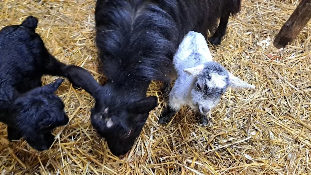 Elvira with her newborn girls