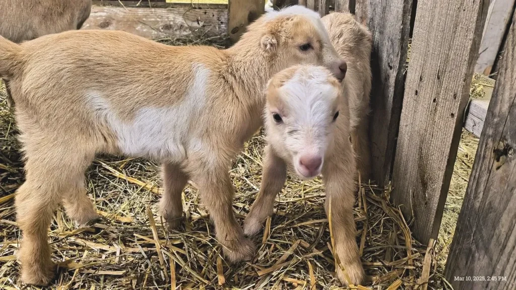 Peanut's twin boys with farm logo