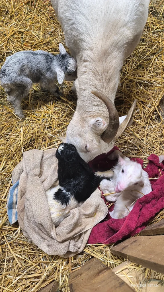 Mouse the goat tending to her three newborn kids on straw after delivery