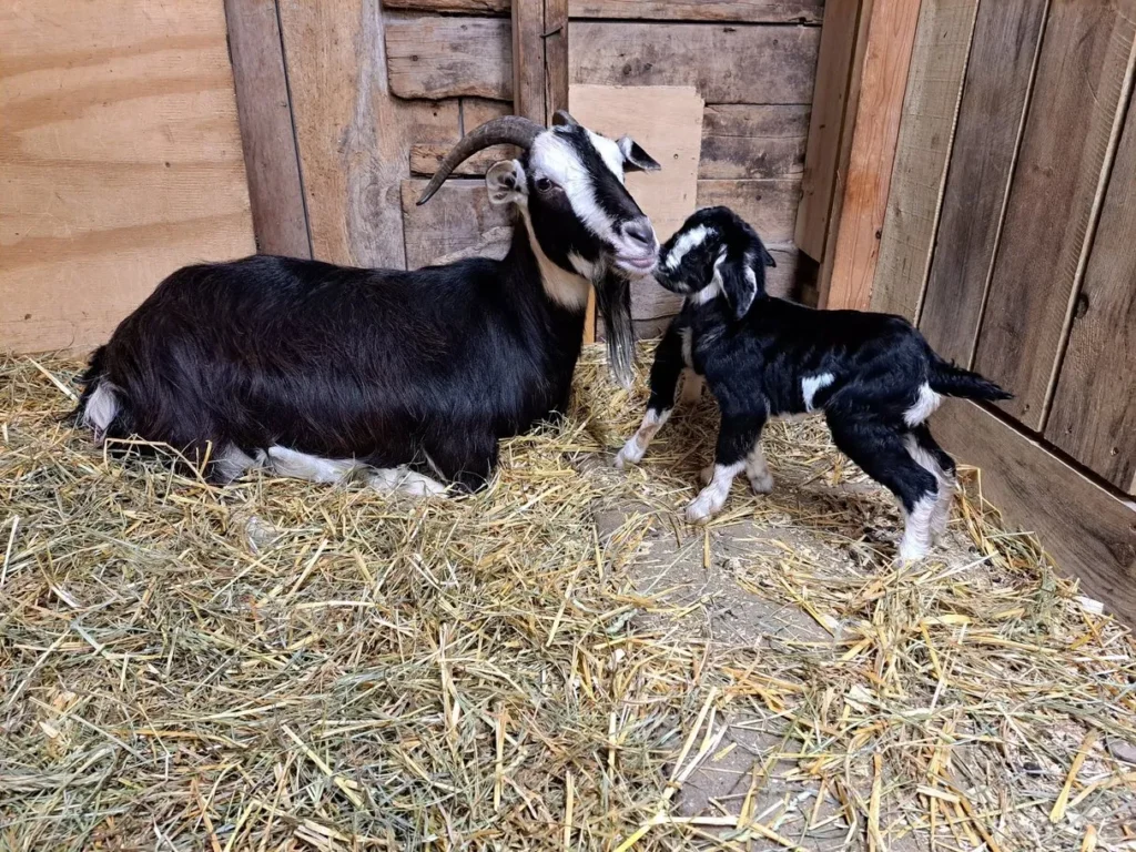 Heritage Arapawa goats at Happy Little Hooves Farm