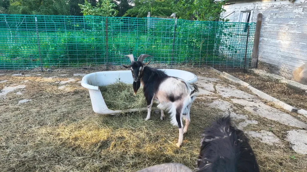 Arapawa goat