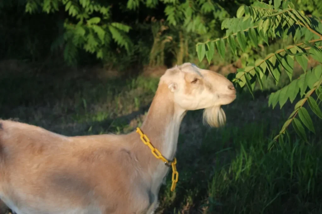 Goat browsing leaves