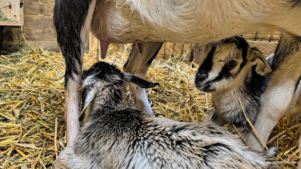 Newborn goat kids beside mother