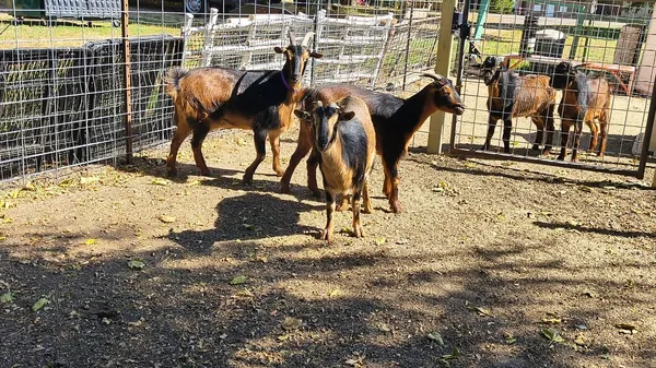 San Clemente Island goats at Happy Little Hooves Farm