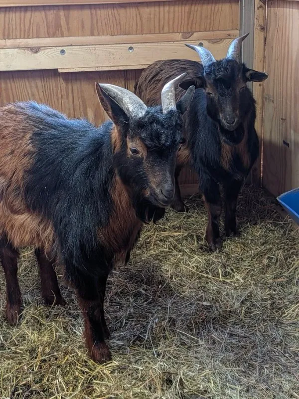 Two critically endangered San Clemente Island goats at Happy Little Hooves Farm